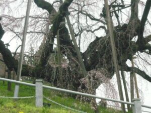 「三春の滝桜」は定期的に保護・育成のための作業が行われている